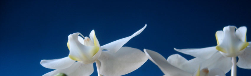blumen